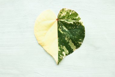 beyaz arkaplanda yalıtılmış hibiscus tiliaceus yaprağı veya waru varigata