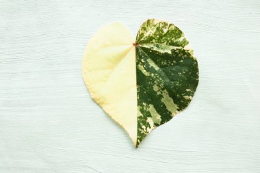 beyaz arkaplanda yalıtılmış hibiscus tiliaceus yaprağı veya waru varigata