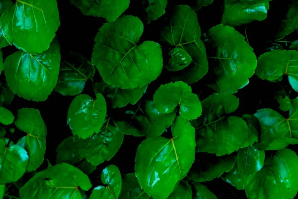 Blätter Polyscias Scutellaria Oder Schild Aralia Oder Pflaume Aralia Oder — Stockfoto