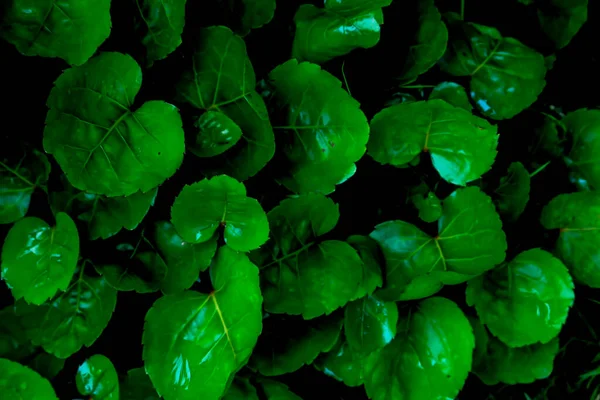 Blätter Polyscias Scutellaria Oder Schild Aralia Oder Pflaume Aralia Oder — Stockfoto