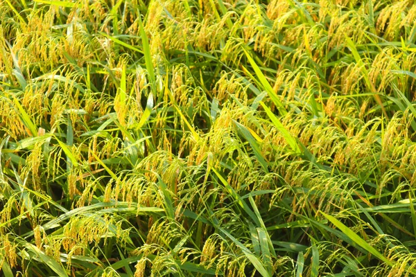 Close Rice Field Sunset Background Rice Field — Stockfoto