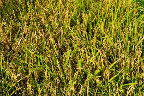 Close Rice Field Sunset Background Rice Field — Stockfoto