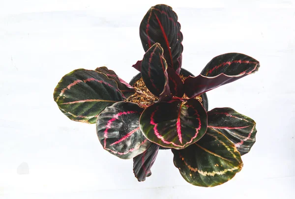 Aglonema Schwarz Auf Weißem Hintergrund Aglonema Black Lipstick Oder Calathea — Stockfoto