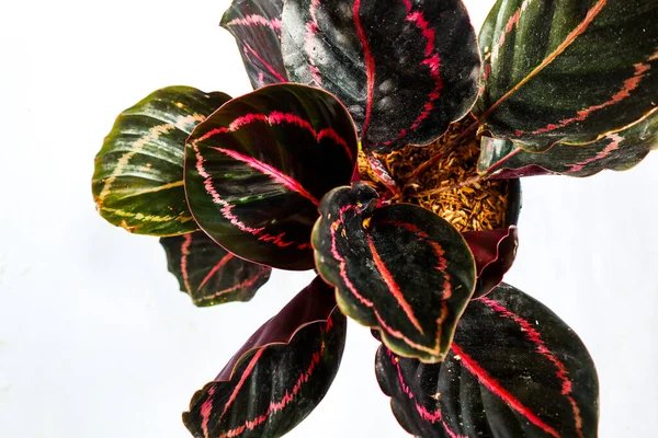 Aglonema Black White Background Aglonema Black Lipstick Calathea Aglonema Lipstik — Φωτογραφία Αρχείου