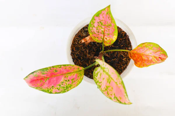 Red or Pink Aglaonema (Chinese Evergreen) houseplant in white ceramic isolated on white background.