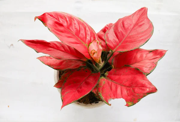 Aglonema Chinese Evergreens Isolated White Background Aglonema Red Anjamani Aglaonema — Φωτογραφία Αρχείου