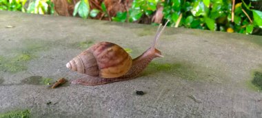Land snail or bekicot (Achatina fulica) outside on green leaf