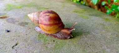 Land snail or bekicot (Achatina fulica) outside on green leaf