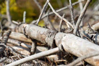 Etrafı ağaçlarla çevrili İnekler Tarlada