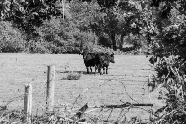 Vacas Campo Con Árboles Circundantes Foto — Foto de Stock