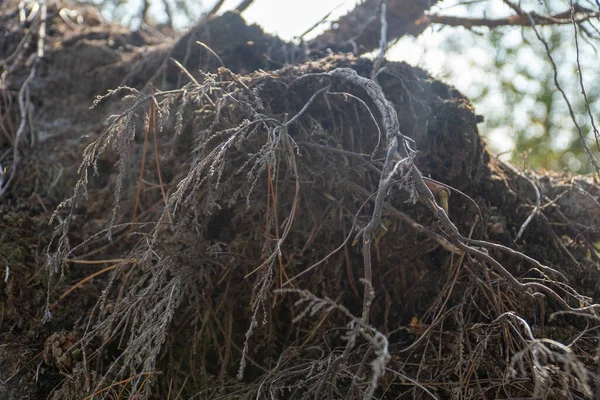 Raízes Árvores Florestais Caídas — Fotografia de Stock