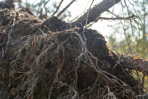 Raízes Árvores Florestais Caídas — Fotografia de Stock
