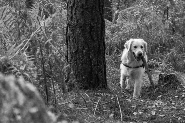 Golden Retriever Bosque —  Fotos de Stock