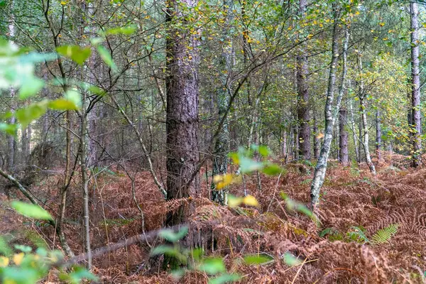 Florestas Florestas Com Folhagem Entre Parênteses — Fotografia de Stock