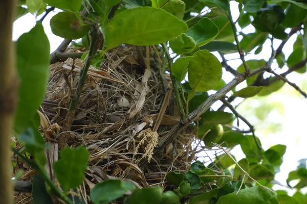 Nest Bird Tree — Stockfoto
