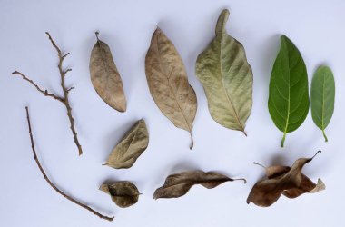 Green leaves and withered leaves and small branches
