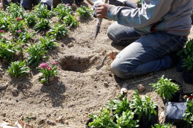 Man digging holes to plant flowers