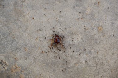 Karıncalarla çevrili ölü hamamböcekleri