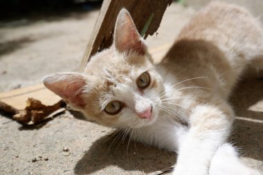 Turuncu bir kedi yavrusu tahta bir kalasın altında uyur.