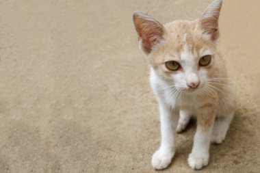 kedi yere otur ve kopyala