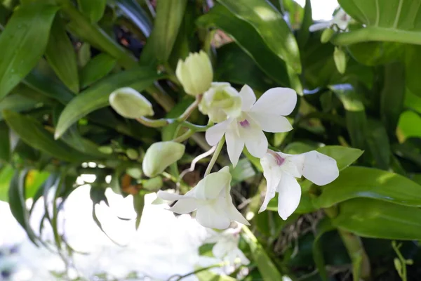 Avvicinamento Dei Fiori Bianchi Del Orchid — Foto Stock
