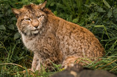 Lynx standing calm on grass