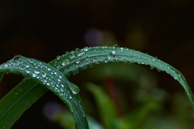 İki yeşil yaprak ve bir sürü su damlası.