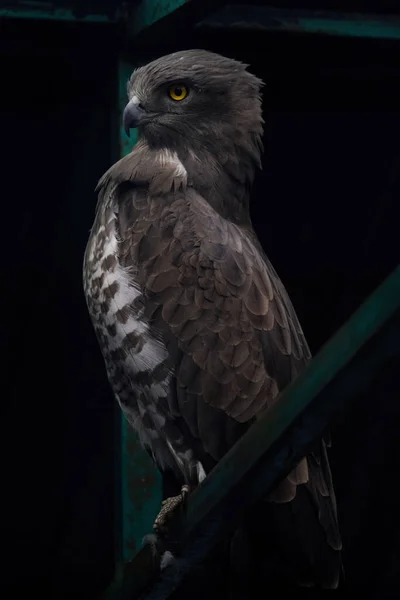 Величественный Орел Стоящий Металлической Конструкции Лицом — стоковое фото