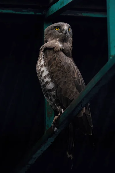 Величественный Орел Стоящий Металлическом Каркасе — стоковое фото
