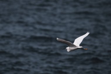 Balıkçıl yiyecek aramak için hızla denizin üzerinde uçuyor.