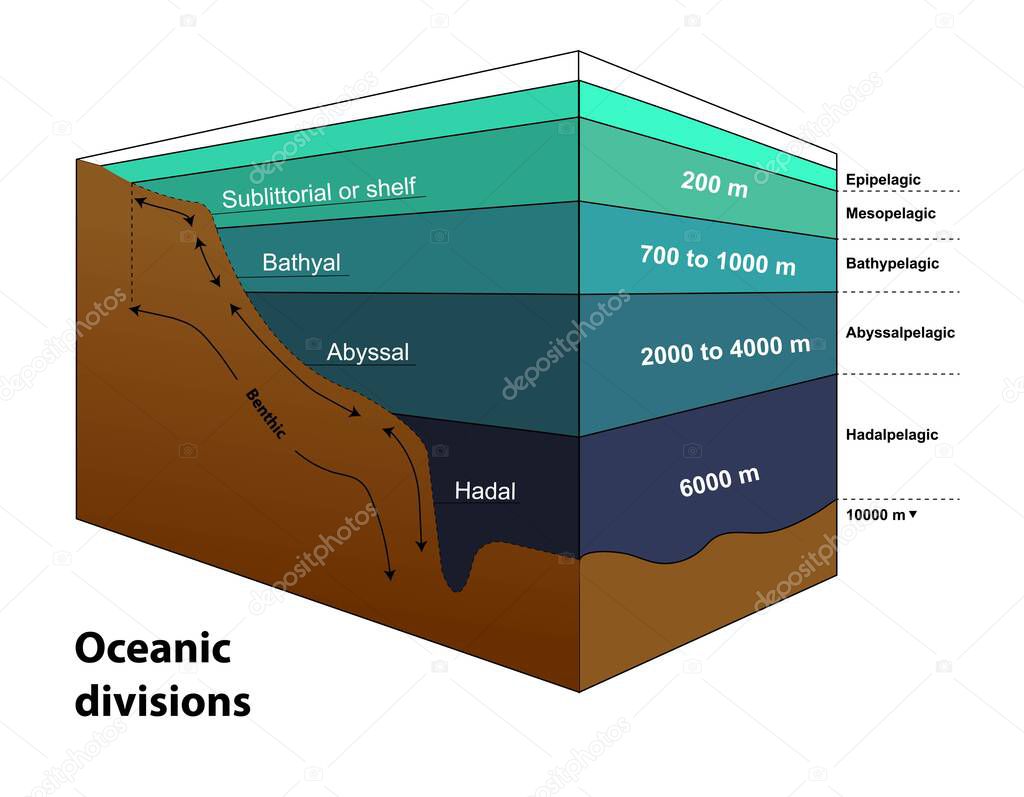 The major oceanic zones, based on depth and biophysical conditions