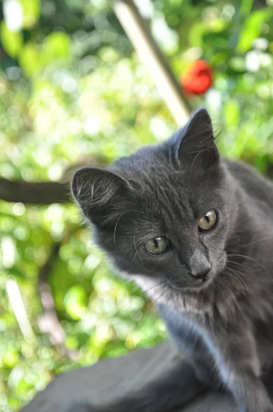 Portrait Cat Close Cat Head Cat Green Eyes — Stock Photo, Image