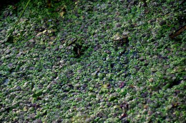 Gölette çiçek açıyor. Suda su çamuru. Sudaki bitkiler