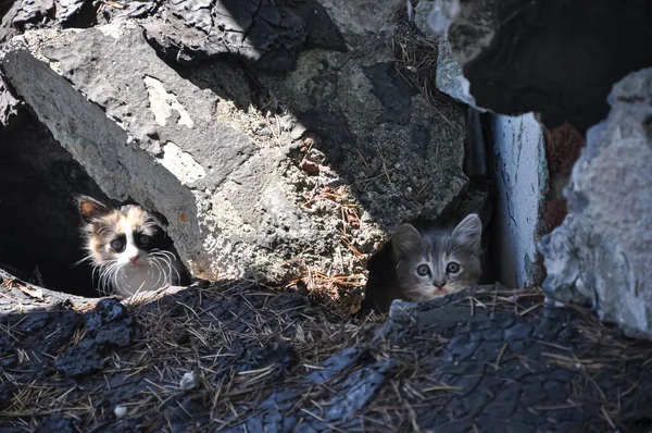 Little Kittens Cats Hiding Homeless Animals — Stock Photo, Image