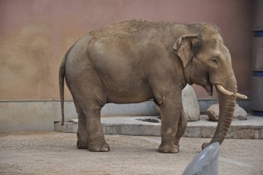Kahverengi fil. Hayvanat bahçesindeki fil. Fil yürür