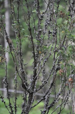 Ormandaki dallar. Dallar ve çalılar. Dallar yakın çekim