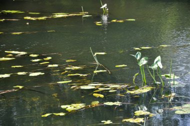 Çiçek açan su. Lanet olası göl suyu. Havuz suyu. Yeşillik büyüyor