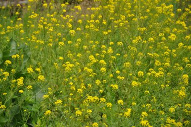 Sarı çiçekler. Sahada sarı çiçekler. Güzel çiçek.