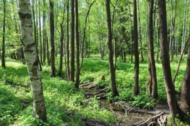 Yazın ağaçlar. Ağaç dalları. Ağaçların tepesinde