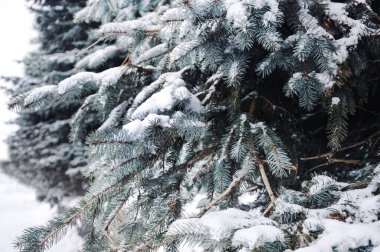 Karda dallar. Karda ladin dalları