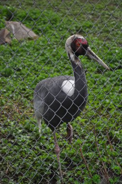 Kuş Daursky vinci. Vinç ayakta. Çimlerin üzerinde turna