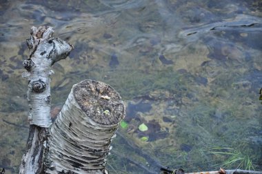 Shore Gölü. Nehir kıyısında. Kıyıya yakın taşlar ve su