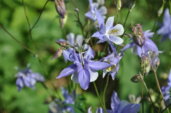 Fleurs Bleues Belles Fleurs Violettes Gros Plan Herbes Fermer — Photo