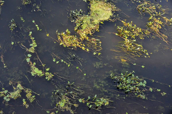 开花结果的水盛开的湖水 池塘水 绿化种植 — 图库照片