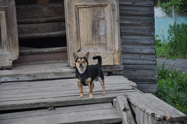 Dog Porch House Home Pet Little Dog — Stock Photo, Image
