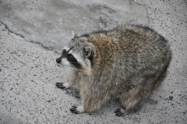 Procione Allo Zoo Procione Sta Piedi Zoo Animale — Foto Stock