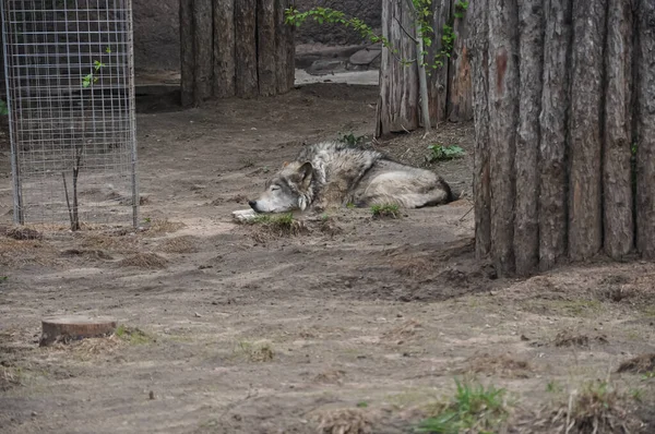 Loup Zoo Animaux Zoo Loup Est Debout — Photo