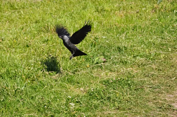 Pájaro Volador Pájaro Sobre Hierba Pájaro Campo Pájaro Negro — Foto de Stock