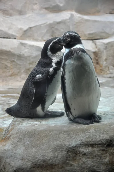 Pinguim Pinguins Zoológico Spinguins Aviário Zoo Animal — Fotografia de Stock