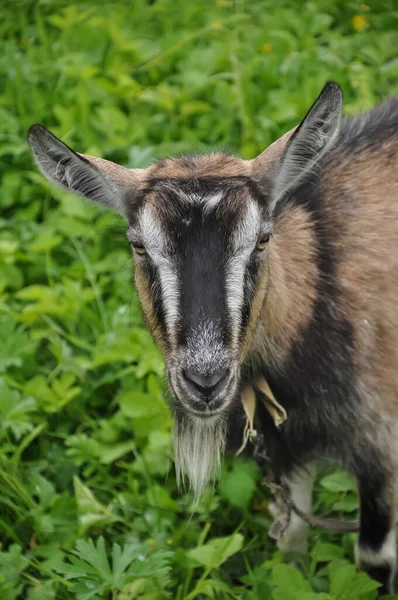 Cabra Animal Granja Cabra Está Pastando Hierba Verde — Foto de Stock